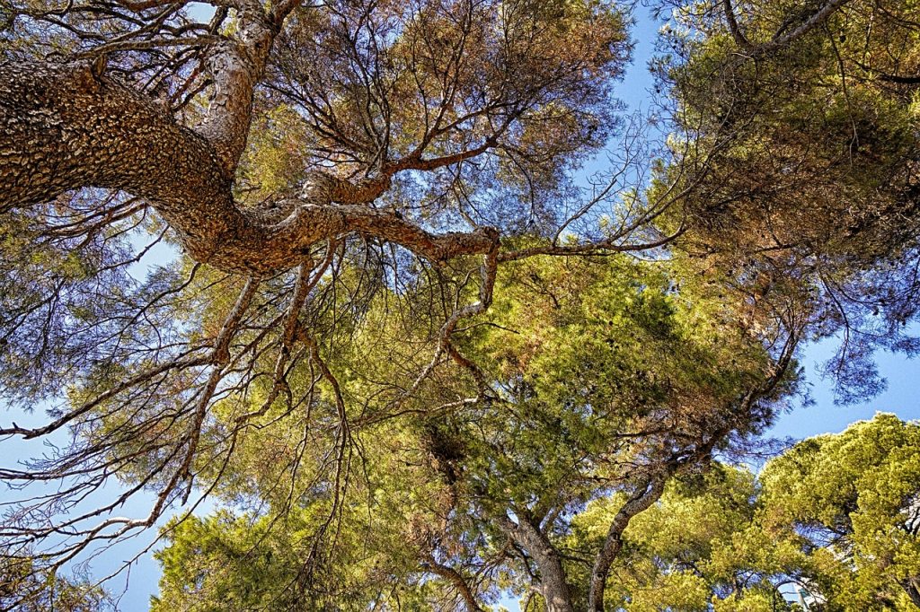 trees, nature, wood, sustainable, crown, grown together, gnarled, pine trees, sustainable, sustainable, sustainable, sustainable, sustainable